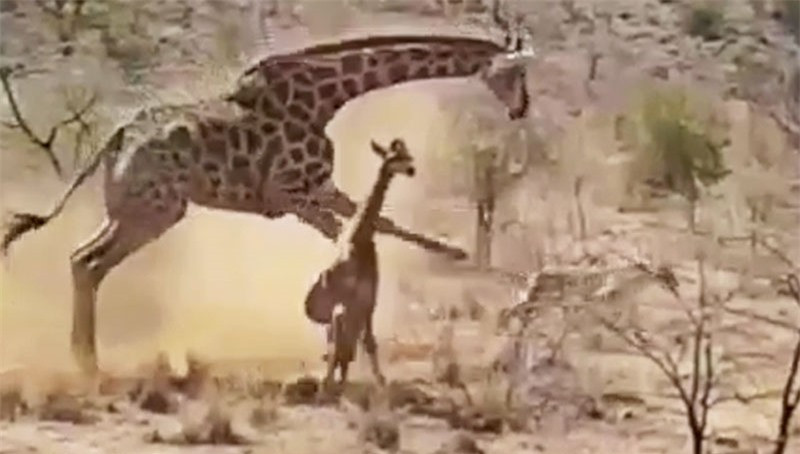 Video: Huou cao co chong tra su tu, bao ve con