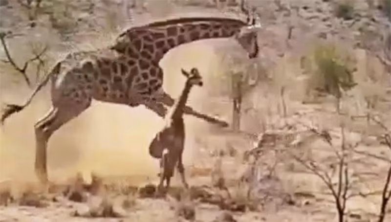 Video: Huou cao co chong tra su tu, bao ve con