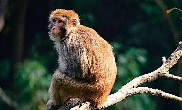 Người làm đầu tư, kinh doanh tràn đầy tự tin, cộng với nhân duyên tốt nên bán hàng đắt như tôm tươi, lợi nhuận tăng vọt. Người tuổi Thân sẽ cảm thấy vô cùng hi vọng vào tương lai. 