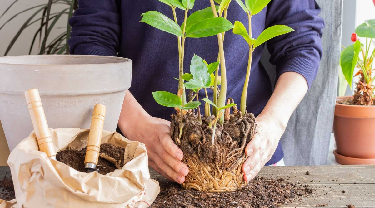 5 sai lam rat nhieu nguoi mac khi trong cay trong nha-Hinh-4