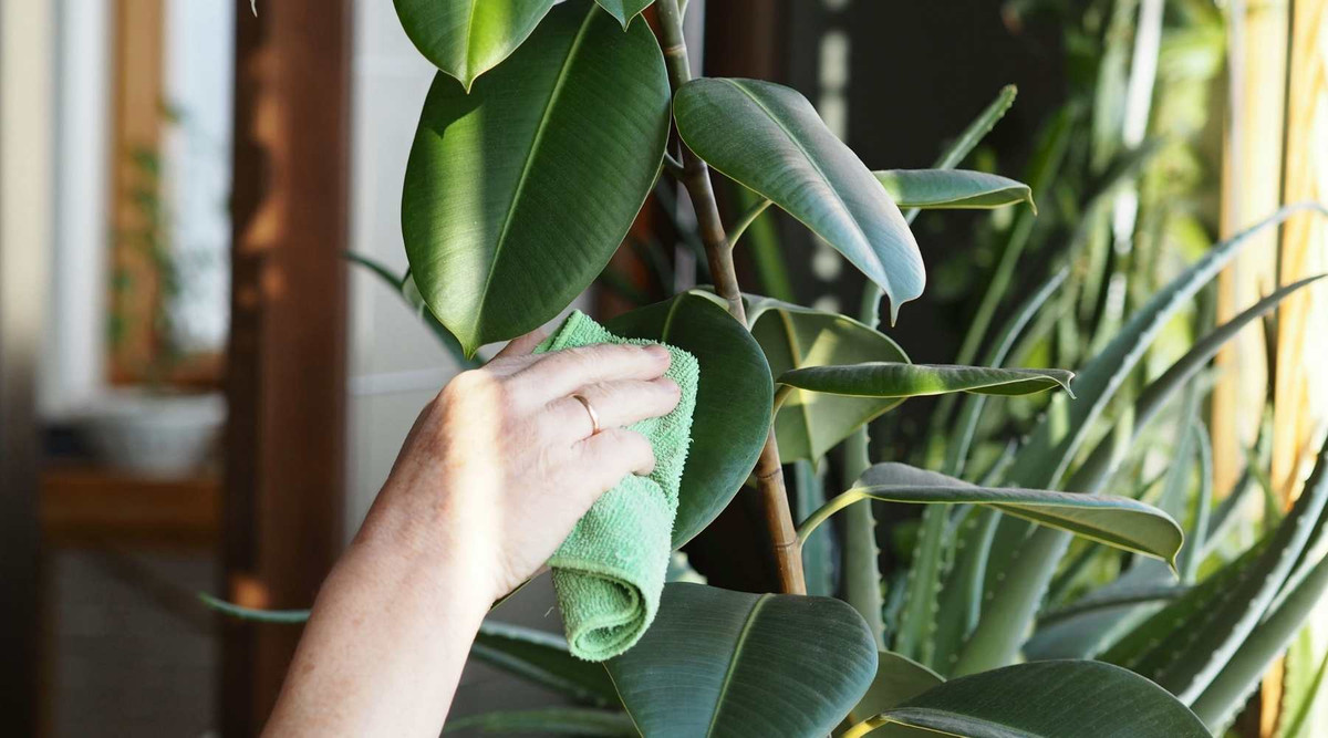 5 sai lam rat nhieu nguoi mac khi trong cay trong nha-Hinh-5