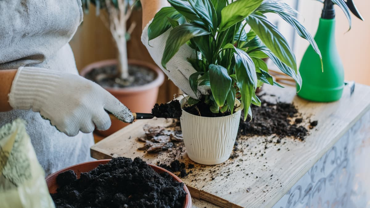 5 sai lam rat nhieu nguoi mac khi trong cay trong nha-Hinh-2