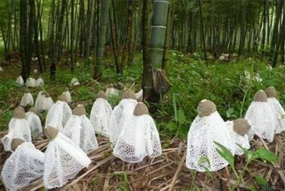 Loai nam song tren tre ky sinh, duoc goi la 