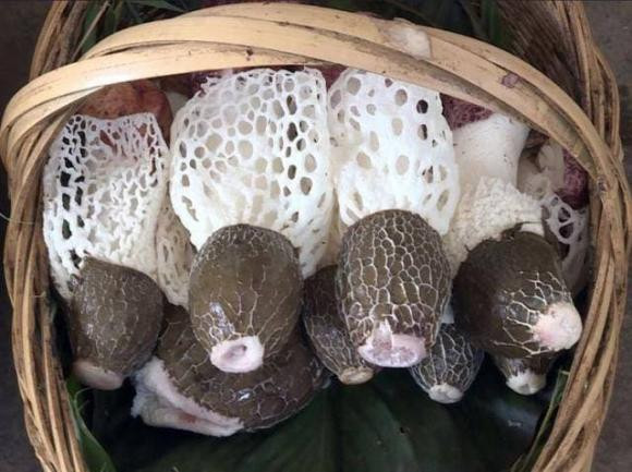 Loai nam song tren tre ky sinh, duoc goi la 