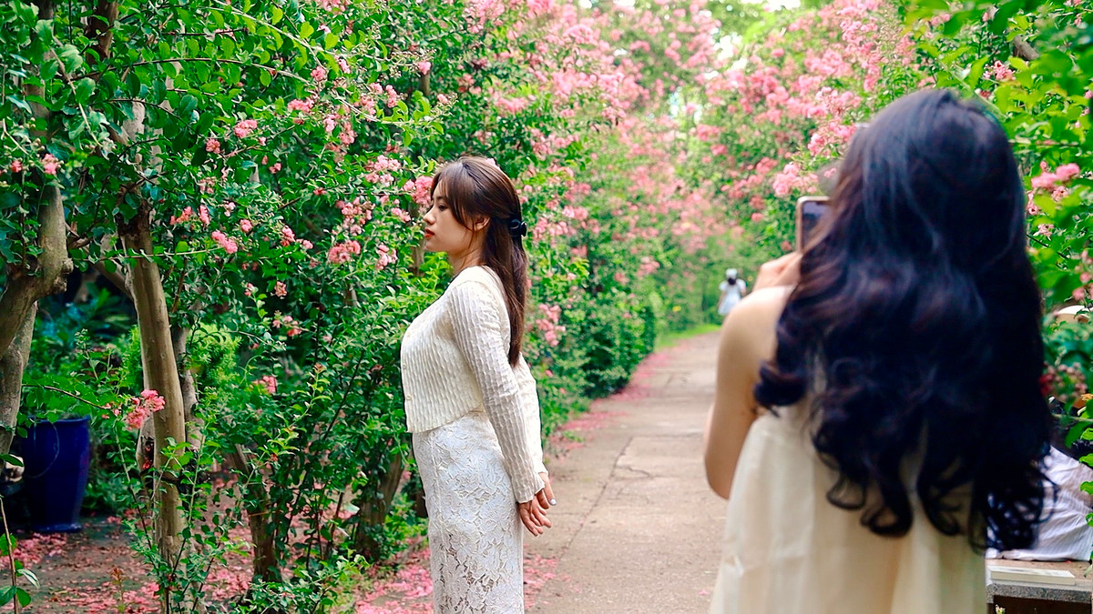 Con đường có hàng trăm cây tường vi bung nở là điểm check-in tuyệt vời của giới trẻ.