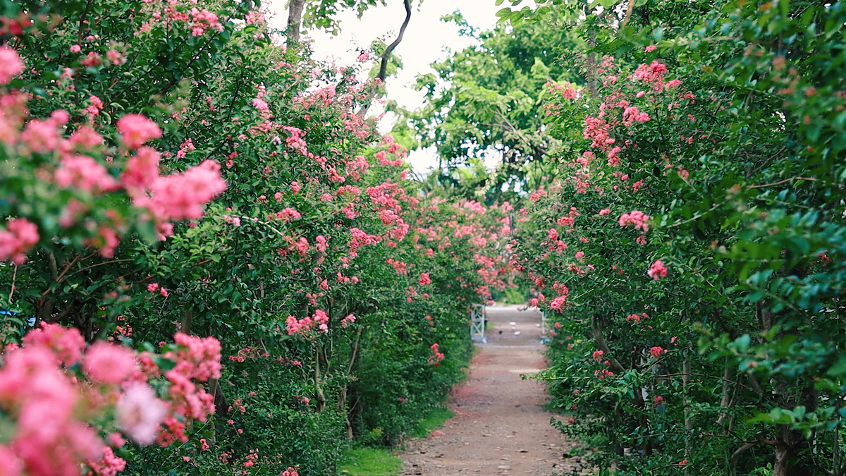 Cách trung tâm TP chỉ 10km, con đường hoa tường vi ở Công viên Thực vật cảnh Việt Nam (thuộc huyện Thanh Trì, TP Hà Nội) cũng đang nở rộ.