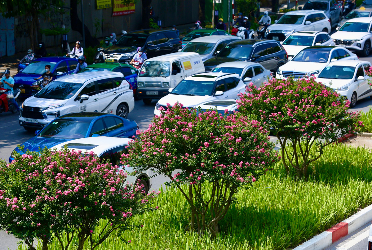 Hoa tường vi còn được gọi là hoa tử vi, bách nhật hồng, là cây thân gỗ thuộc họ bằng lăng. Hoa có nguồn gốc từ Trung Quốc nhưng cũng rất phổ biến ở các nước Đông Á khác như Nhật Bản, Hàn Quốc.