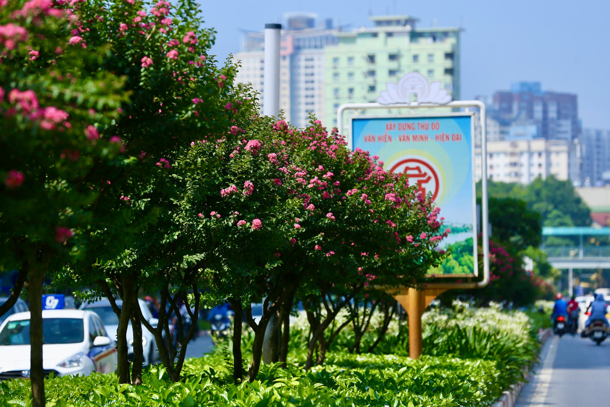 Hoa tường vi thường có nhiều màu sắc đỏ, hồng, trắng…Tuy nhiên, hoa tường vi hồng lại được nhiều người trồng hơn so với các loại khác.