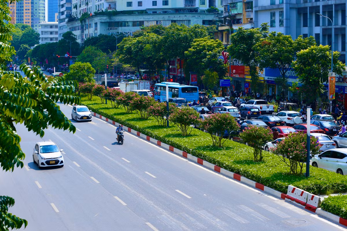 Hoa tường vi nở rộ được trồng trên dải phân cách trở thành điểm nhấn cho cảnh quan đô thị của Thủ đô những ngày hè nắng nóng.