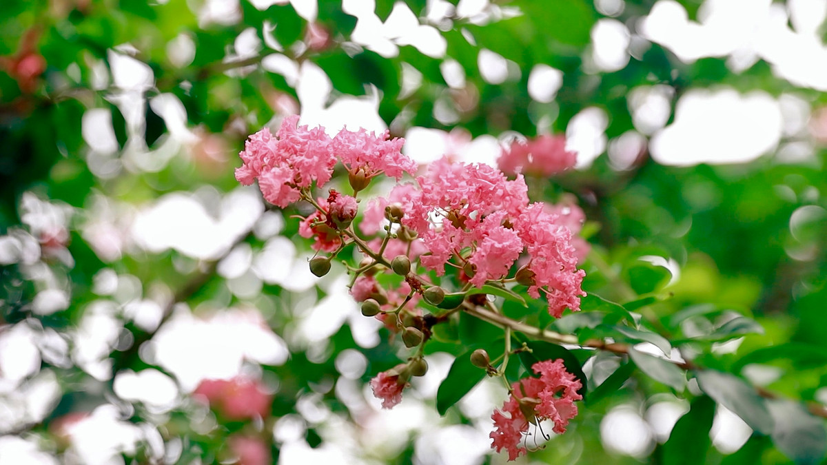 Hoa có hình dáng cánh nhỏ li ti, tạo thành từng chùm hoa nặng trĩu.
