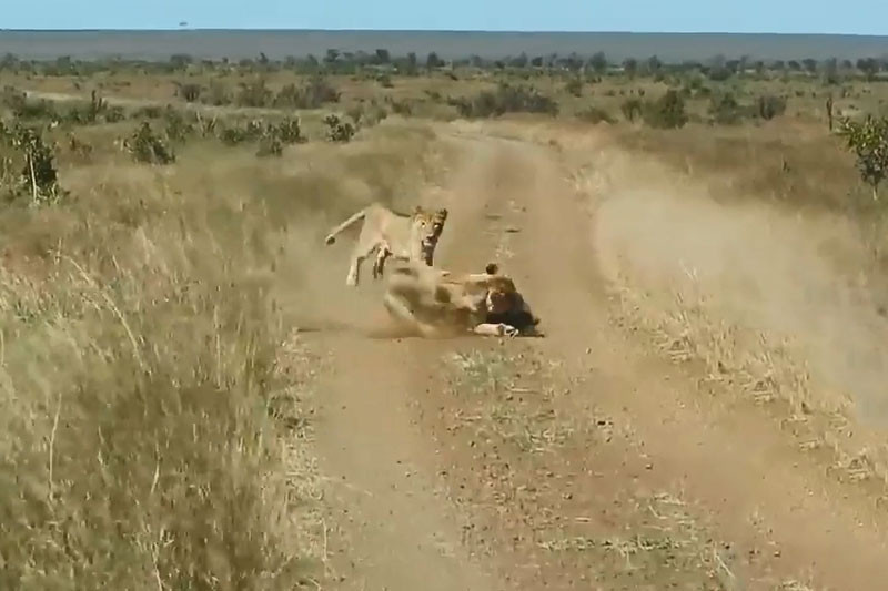 Lon buou dang hon nhien dao choi thi bi phuc kich