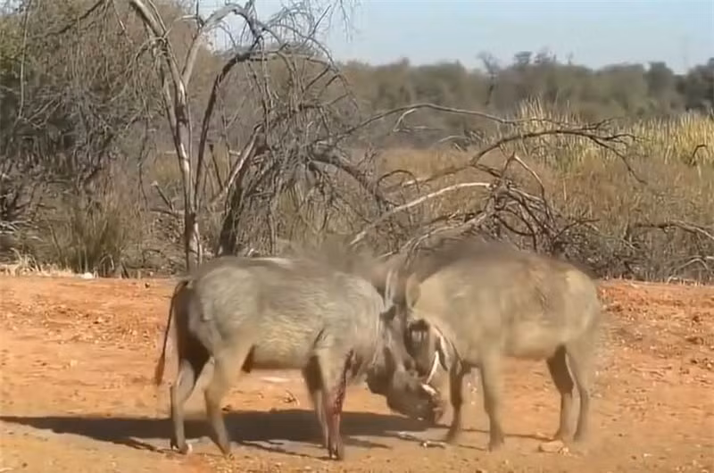 Video: Quai vat dai chien dam mau gianh 