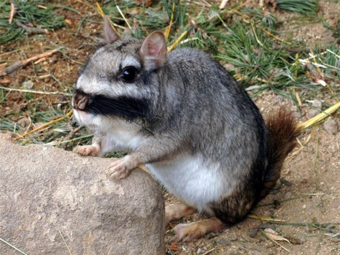 Loai vat nhieu nguoi so hai nhung la mon ngon hiem co o Argentina