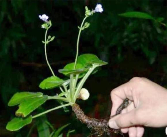 Đầu năm 2022, các nhà lâm học ở Việt Nam phát hiện ra một loài thực vật vô cùng lạ mắt. Sau quá trình nghiên cứu, xác định, giới chuyên môn cho biết đây là loài thực vật đặc hữu mới của Việt Nam: Mỹ nhụy răng cưa.