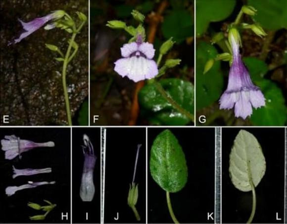 Loài hoa thường mọc trên vách đá ẩm ướt, quanh thác nước và bờ suối. Nó gây chú ý bởi vẻ ngoài bắt mắt. Khác với những loài Deinostigma có rìa tràng hoa hình răng cưa khác, mỹ nhụy răng cưa có phiến lá rộng hơn, rìa cùng cuống lại ngắn, kích thước tràng hoa nhỏ…
