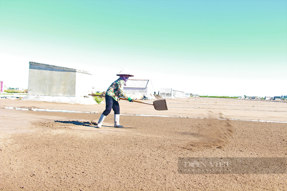 Tuy nhiên, những năm qua, vì nhiều nguyên nhân khác nhau nên hàng chục diêm dân ở xã Bạch Long không còn mặn mà với nghề sản xuất muối. Họ bỏ hoang ruộng muối, gây lãng phí tài nguyên đất sản xuất nông nghiệp. Ảnh: Mai Chiến.