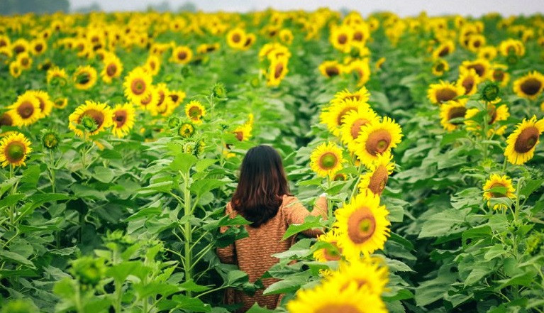 10 dia diem du lich Nghe An khong the bo lo-Hinh-12