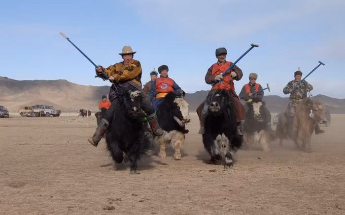 Vì sao bò Tây Tạng được coi là "báu vật" của vùng cao nguyên? Vi sao bo Tay Tang duoc coi la