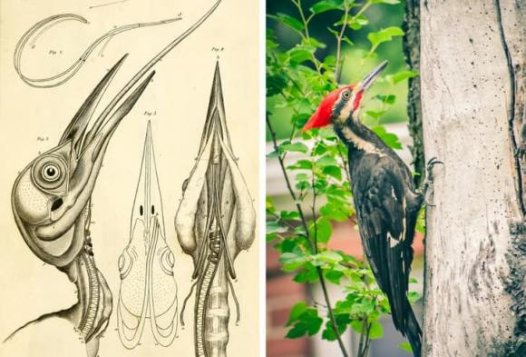 16 su that doc dao ve dong vat can kham pha-Hinh-4