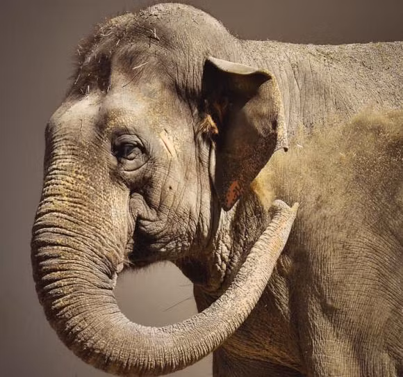 16 su that doc dao ve dong vat can kham pha-Hinh-15