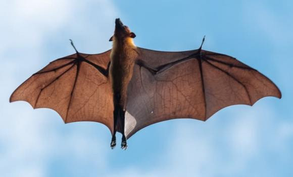 16 su that doc dao ve dong vat can kham pha-Hinh-11