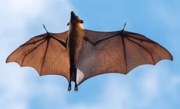 16 su that doc dao ve dong vat can kham pha-Hinh-11