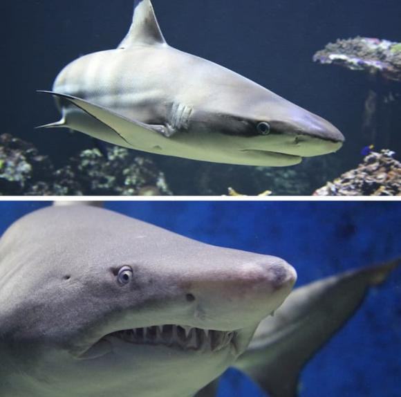 16 su that doc dao ve dong vat can kham pha-Hinh-9