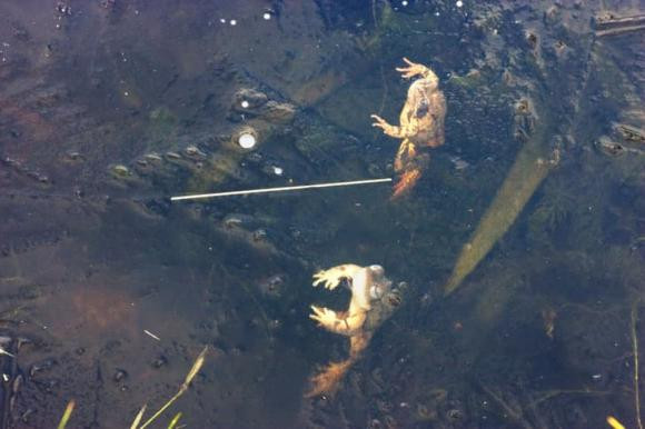 16 su that doc dao ve dong vat can kham pha-Hinh-14