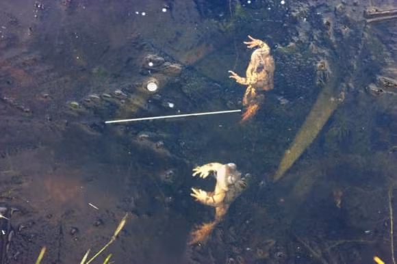 16 su that doc dao ve dong vat can kham pha-Hinh-14