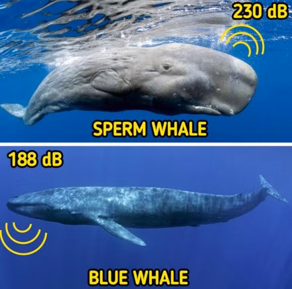 16 su that doc dao ve dong vat can kham pha-Hinh-10