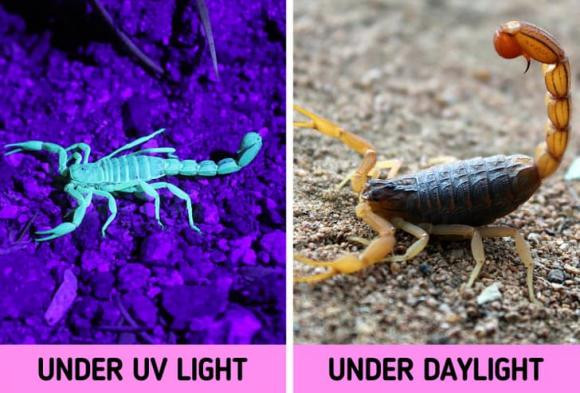 16 su that doc dao ve dong vat can kham pha