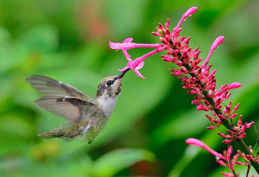 Sinh thang Am lich nay don nam Quy Mao tot lanh, quy nhan phu tro