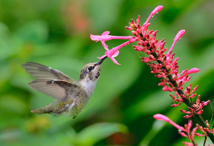 Sinh thang Am lich nay don nam Quy Mao tot lanh, quy nhan phu tro