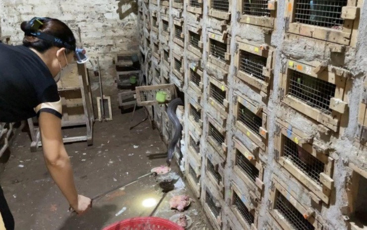 Làng nghề nuôi con "sởn da gà" nhanh giàu nhưng đêm nào cũng sợ - Hình 2 Lang nghe nuoi con