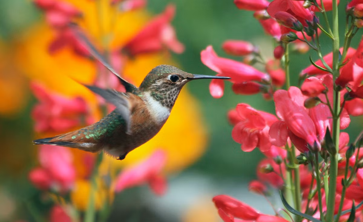 Thang co hon, 12 con giap can tranh nhung dieu nay de may man-Hinh-2