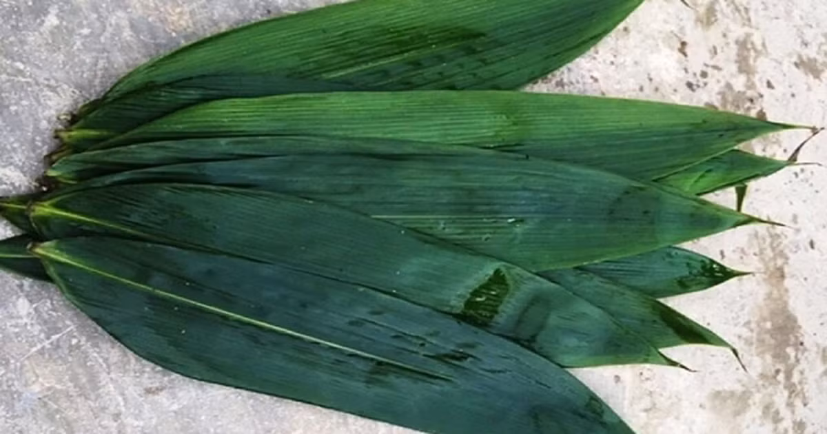 Trong tre lay la ban cho Han Quoc, Nhat Ban lai dat hang