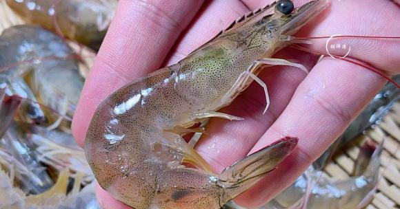 Mua tom nen chon tom thang hay tom cong?-Hinh-5