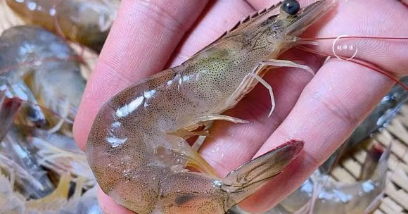 Mua tom nen chon tom thang hay tom cong?-Hinh-5