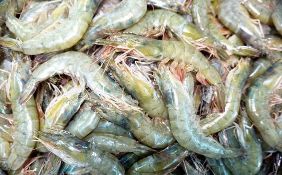 Mua tom nen chon tom thang hay tom cong?-Hinh-2