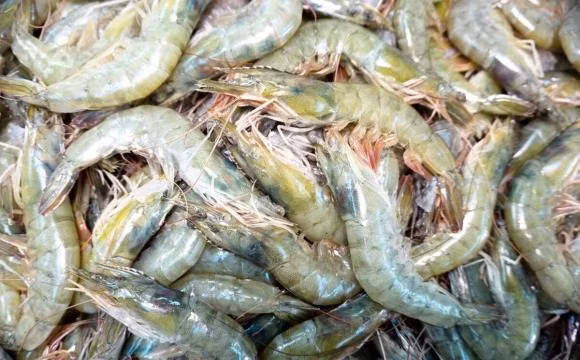 Mua tom nen chon tom thang hay tom cong?-Hinh-2