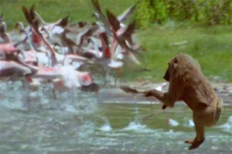 Video: Khi dau cho san chim hong hac cuc ky da man