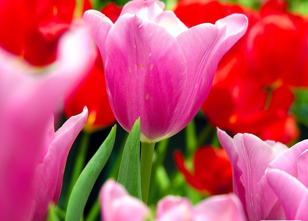 Thang 5 am lich, 3 con giap tai khoan nhay so tung bung-Hinh-3