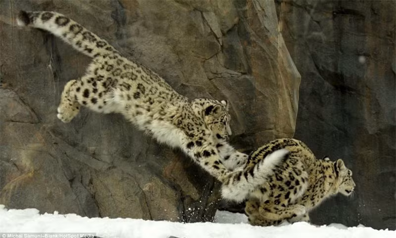 Màn biểu diễn “kung-fu cào cào” hài hước của báo tuyết ảnh 6