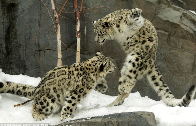 Màn biểu diễn “kung-fu cào cào” hài hước của báo tuyết ảnh 1 Màn biểu diễn “kung-fu cào cào” hài hước của báo tuyết ảnh 1