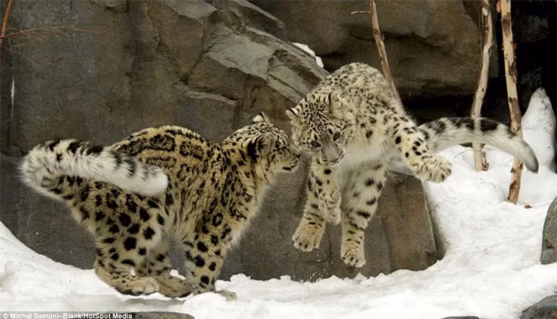 Màn biểu diễn “kung-fu cào cào” hài hước của báo tuyết ảnh 4