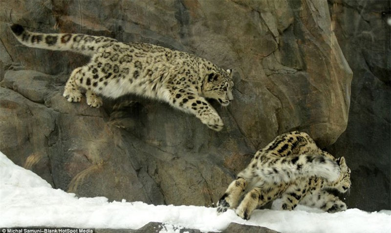 Màn biểu diễn “kung-fu cào cào” hài hước của báo tuyết ảnh 5 Màn biểu diễn “kung-fu cào cào” hài hước của báo tuyết ảnh 5