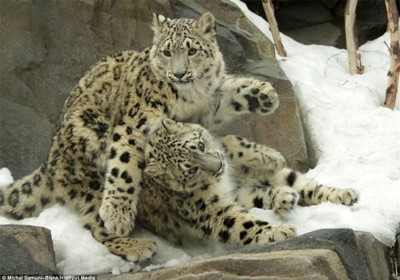 Màn biểu diễn “kung-fu cào cào” hài hước của báo tuyết ảnh 7 Màn biểu diễn “kung-fu cào cào” hài hước của báo tuyết ảnh 7