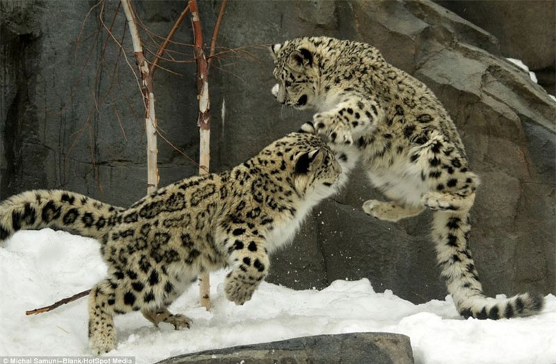 Màn biểu diễn “kung-fu cào cào” hài hước của báo tuyết ảnh 2 Màn biểu diễn “kung-fu cào cào” hài hước của báo tuyết ảnh 2