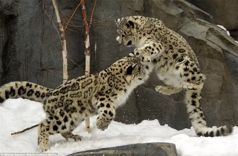 Màn biểu diễn “kung-fu cào cào” hài hước của báo tuyết ảnh 2