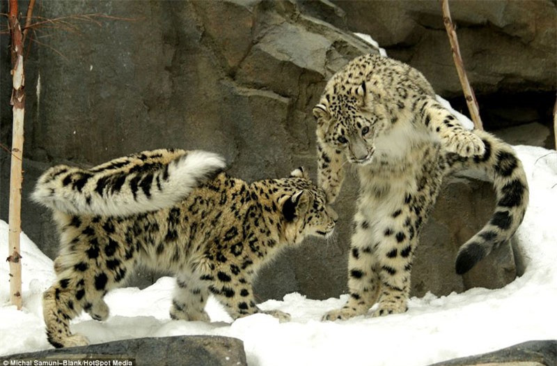 Màn biểu diễn “kung-fu cào cào” hài hước của báo tuyết ảnh 3 Màn biểu diễn “kung-fu cào cào” hài hước của báo tuyết ảnh 3